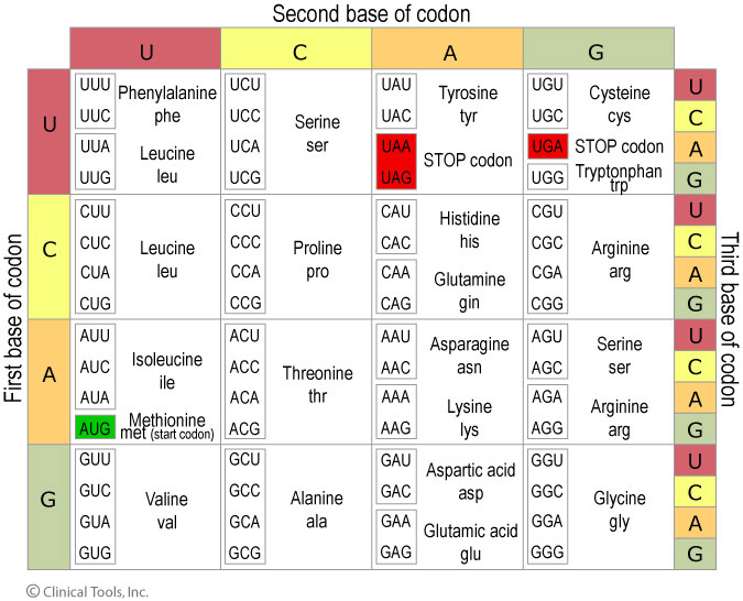 Amino Acid Anticodon Chart